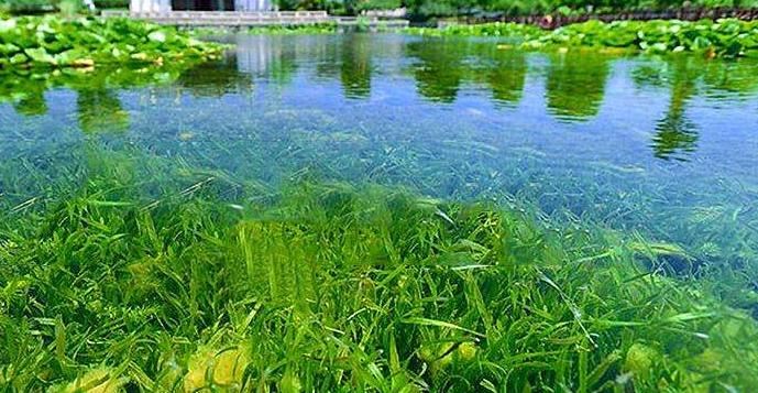 農村污水處理水生態(tài)修復